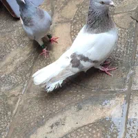 کبوتر دمسفید درشت