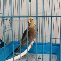 عروس هلندی|پرنده|مریوان, |دیوار