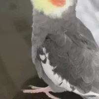 عروس هلندیم گمشده|حیوانات|اصفهان, بهارستان|دیوار