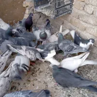 کبوتر‌شهرستانی‌وساده‌و‌هفترنگ|پرنده|بومهن, |دیوار