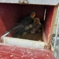 عروس هلندی|پرنده|تهران, حکیمیه|دیوار