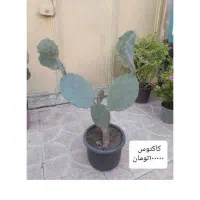 گل و گیاه طبیعی|گل و گیاه طبیعی|خوی, |دیوار