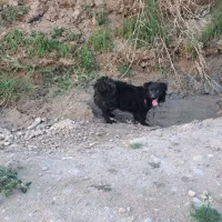 پاکوتاه ماده