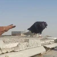 ابلغ رنگی دمسیاه|پرنده|مشهد, آبکوه|دیوار