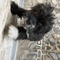 واگذاری سگ شیتزو نر دو رنگ