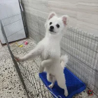 سگ پامر اشپیتز