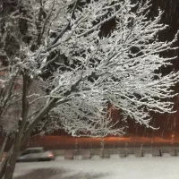 زمین باغی لب جاده