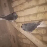 کفتر. کبوتر