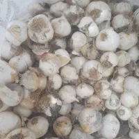 موسیر کوهی|خوردنی و آشامیدنی|نجف‌آباد, گلدشت|دیوار