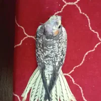 جوجه عروس هلندی