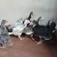 جوجه گلین|حیوانات مزرعه|قزوین, |دیوار