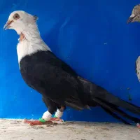 کلاغ رسمی کله سفید