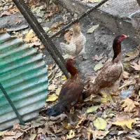 مرغ لاری|حیوانات مزرعه|آسارا, |دیوار