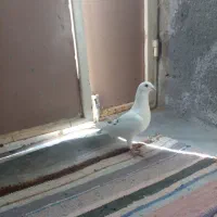 کفتر|پرنده|سرداران, |دیوار