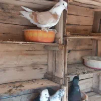 کبوتر زرد|پرنده|نقده, |دیوار