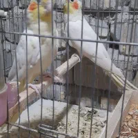 جفت عروس هلندی