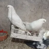 یک جفت کبوتر سفید|پرنده|میانه, |دیوار