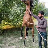 مادیان دره شور نریون عرب ایرانی و لوازم سوارکاری