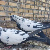 جفت نروماده دم زغالی|پرنده|میبد, |دیوار