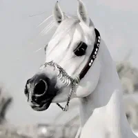 گشت سوارکاری ساعتی