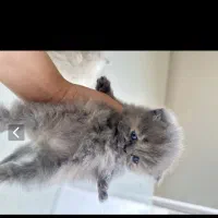 واگذاری گربه