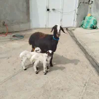 میش وبره دوقلو