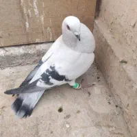 کبوتر شامی گچی نر عروسک