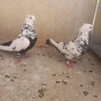 کفتر|حیوانات|شیراز, قلعه شاهزاده بیگم|دیوار