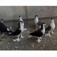 کبوتر سیاه لوتی