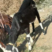 گوسفند بز سیاه گلا سفید