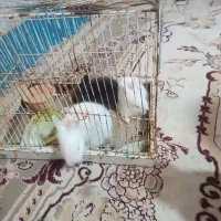 خرگوش لوپ|موش و خرگوش|رفسنجان, |دیوار