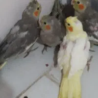 جوجه عروس هلندی