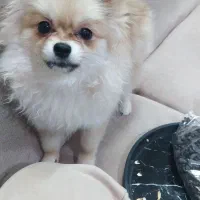 واگذاری|سگ|برخوار, |دیوار