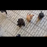 سگ نژاد کوچک واگذاری