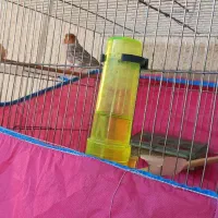 قناری توپاز موازیکی بخون