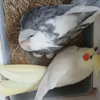 یک جفت عروس هلندی