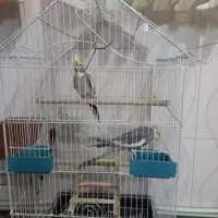 یک جفت عروس هلندی|پرنده|رباطکریم, شترخوار|دیوار