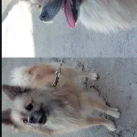 سگ پامر نر فروشی