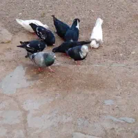 تعدادی کبوتر