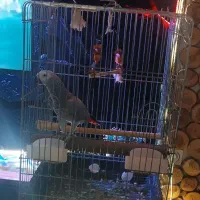 این کاسکوی نمازخون و شاهنامه خون منه