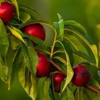 پیشفروش نهال شلیل رفعتی با شرایط چک|خدمات باغبانی و درختکاری|دره رود, |دیوار