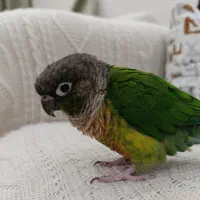 طوطی گرینچیک