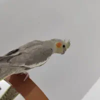 عروس هلندی فقط معاوضه
