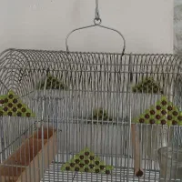 قفس پرنده