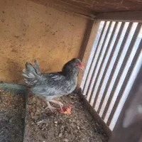 نیمچه خروس گلین. ف‌ول کیفیت