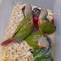 طوطی گرینچیک یاگیرینچیک کوتوله برزیلی همه رنگ