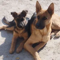 توله ژرمن سه ماهه واگذار میشود