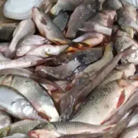 آموزش ماهیگیری (اردوی تفریحی و آموزشی)رایگان