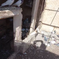 کفتر|پرنده|کاشمر, |دیوار