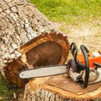 هرس کردن وبریدن درخت فرسوده